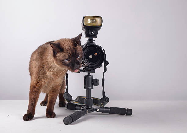 istock The cat photographer. Studio photography. White background. Props. Camera 2254359607