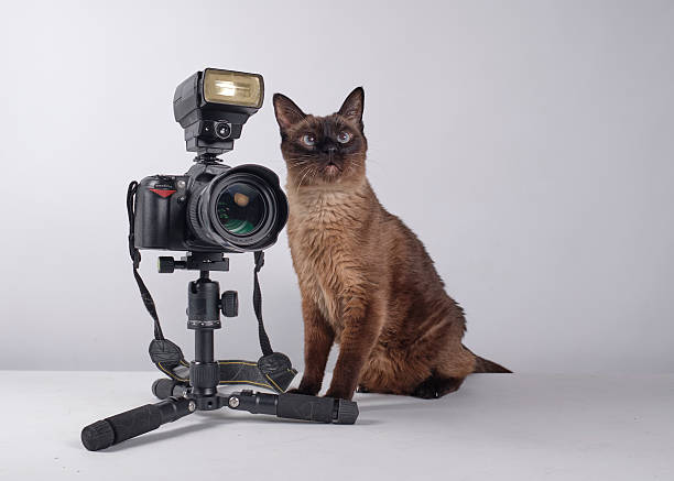 istock The cat photographer. Studio photography. White background. Props. Camera 2254359619