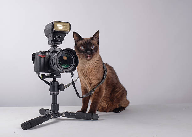istock The cat photographer. Studio photography. White background. Props. Camera 2254359621