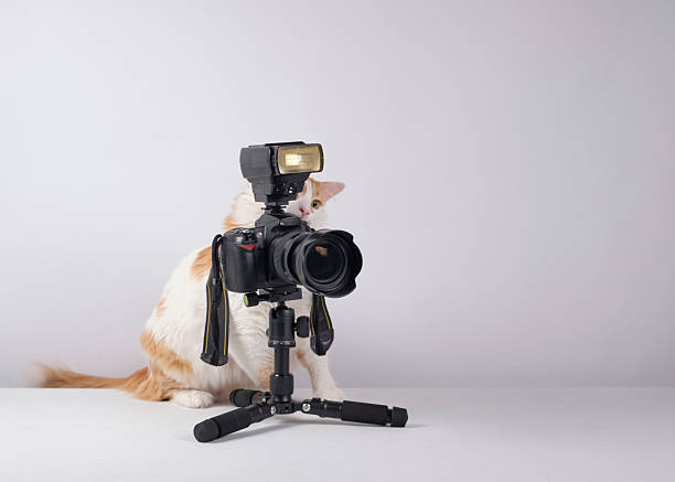 istock The cat photographer. Studio photography. White background. Props. Camera 2254359641