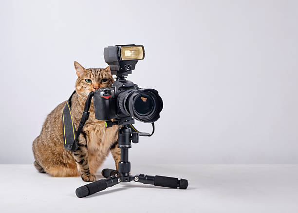 istock The cat photographer. Studio photography. White background. Props. Camera 2254359737