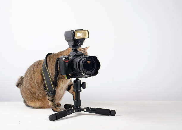 istock The cat photographer. Studio photography. White background. Props. Camera 2254359738