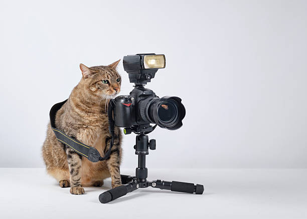 istock The cat photographer. Studio photography. White background. Props. Camera 2254359739