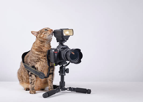 istock The cat photographer. Studio photography. White background. Props. Camera 2254359742