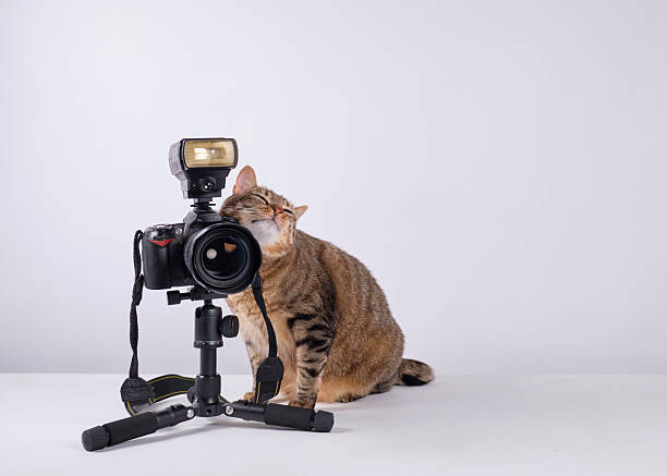 istock The cat photographer. Studio photography. White background. Props. Camera 2254359809