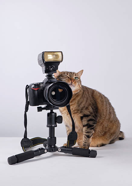 istock The cat photographer. Studio photography. White background. Props. Camera 2254359811