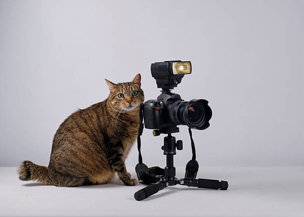 istock The cat photographer. Studio photography. White background. Props. Camera 2254359828