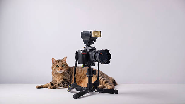 istock The cat photographer. Studio photography. White background. Props. Camera 2254359832