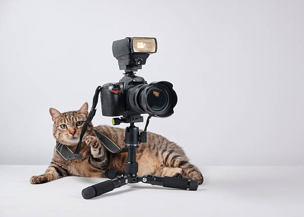 istock The cat photographer. Studio photography. White background. Props. Camera 2254359833