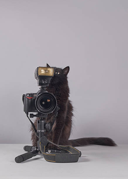 istock The cat photographer. Studio photography. White background. Props. Camera 2254359936