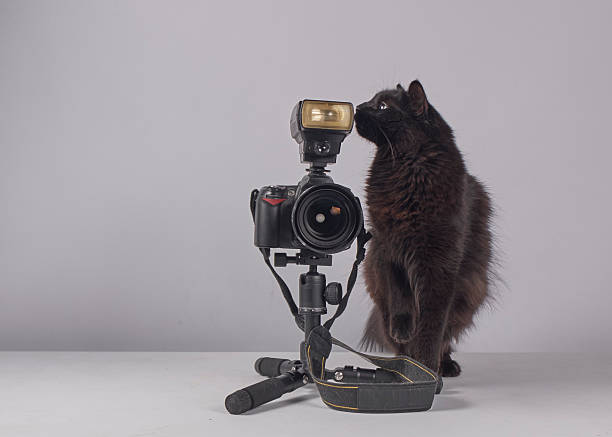 istock The cat photographer. Studio photography. White background. Props. Camera 2254359938