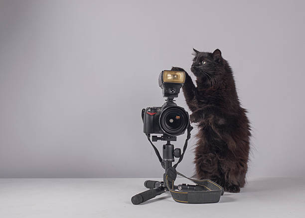 istock The cat photographer. Studio photography. White background. Props. Camera 2254359966