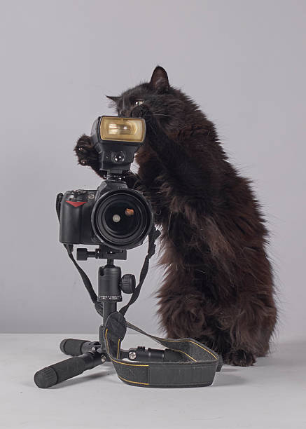 istock The cat photographer. Studio photography. White background. Props. Camera 2254359967