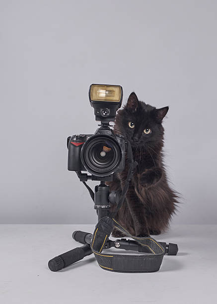 istock The cat photographer. Studio photography. White background. Props. Camera 2254359969