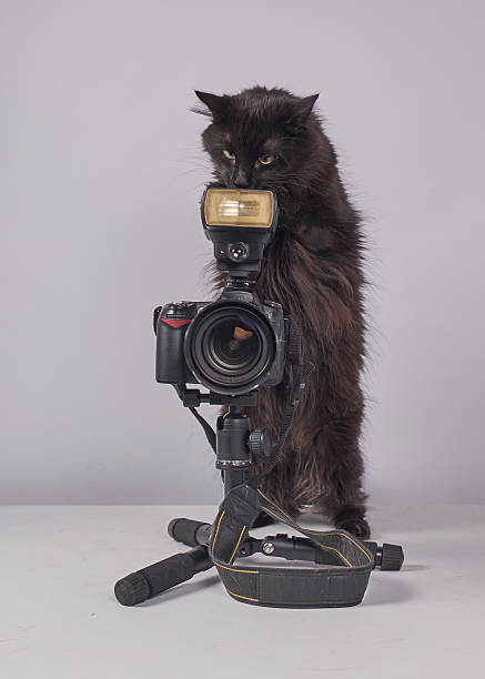 istock The cat photographer. Studio photography. White background. Props. Camera 2254359972