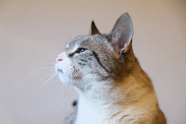 Animal photography. Cat. Happy cat