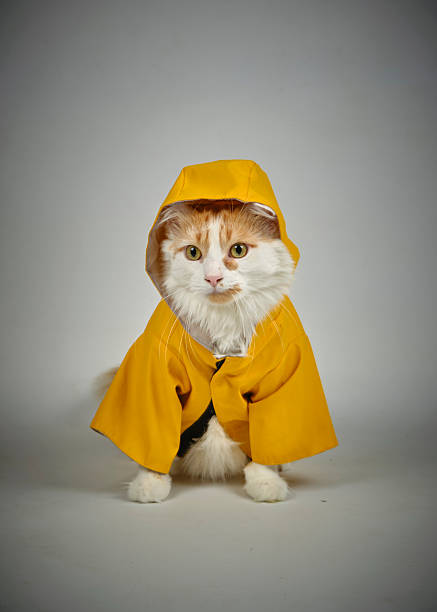 istock Studio photograph. Cat wearing a yellow raincoat. White background 2254360868