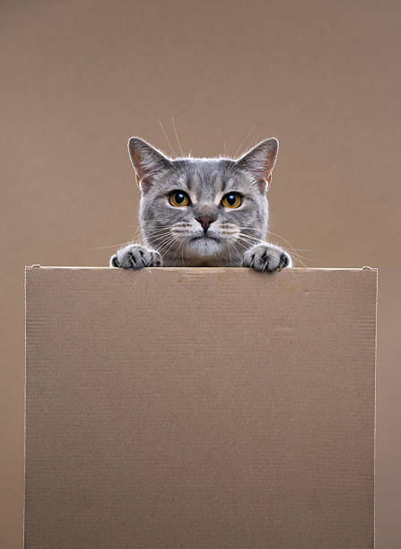 istock cute cat with blank cardboard and copy space 2254360937