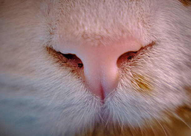 Cat. Close-ups of its body.