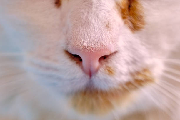 Tabby cat on the street.