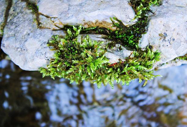 Small waterfall in a torrent, shallow depth of field.