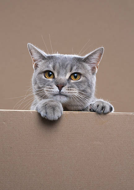 istock cute cat with blank cardboard and copy space 2254361009