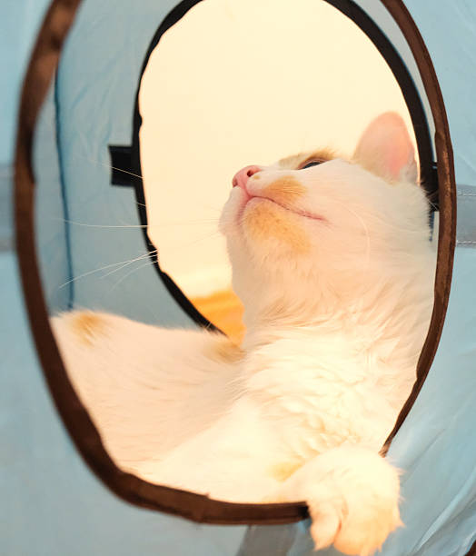 istock Turkish Van cat. Beautiful cat. Photos from inside a house 2254361039