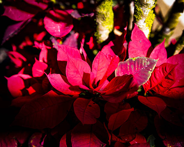 View from above of Poinsettia plants on a flower bed surrounded by a multicolored tiles mosaic in Playa de las Américas, Tenerife, Canary Islands, Spain.