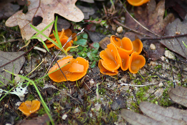 A wide close-up of several specimens of Aleuria aurantia, commonly known as the orange peel fungus, scattered on damp ground. The image highlights their bright orange, cup-shaped bodies which resemble discarded orange peels. Surrounded by fallen oak leaves, moss, and small twigs, this photograph perfectly illustrates the vibrant colors of autumn and winter fungi in a natural woodland habitat.