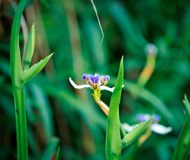 Walking iris in bloom  delicate white petals with purple details in a lush tropical garden.