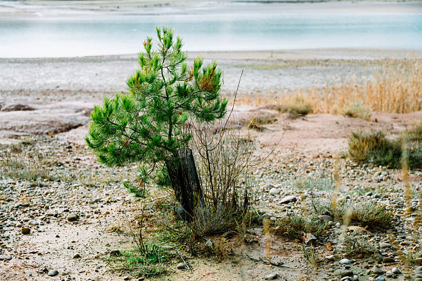 Young pine tree growing in dry, sandy soil. Concept of resilience, reforestation, and environmental adaptation.