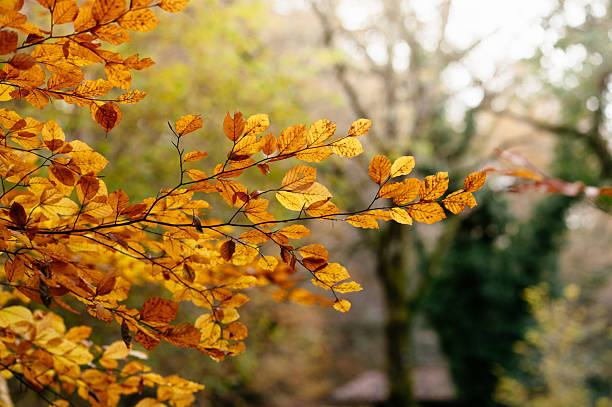 Warm-toned autumn foliage in a natural forest setting. Concept of seasonal transition, nature background, calm atmosphere, and outdoor environment.