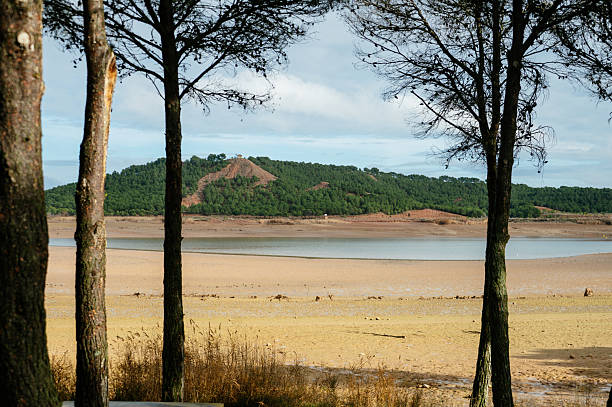 Pine trees standing near a reservoir affected by low water levels. Concept of drought, climate change, and environmental impact.