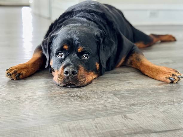 istock Rottweiler lying on floor indoors with relaxed expression 2254362797