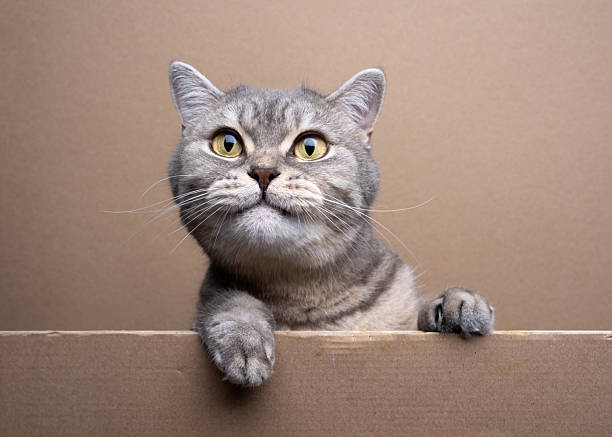 istock cute cat peeking out behind cardboard 2254364811
