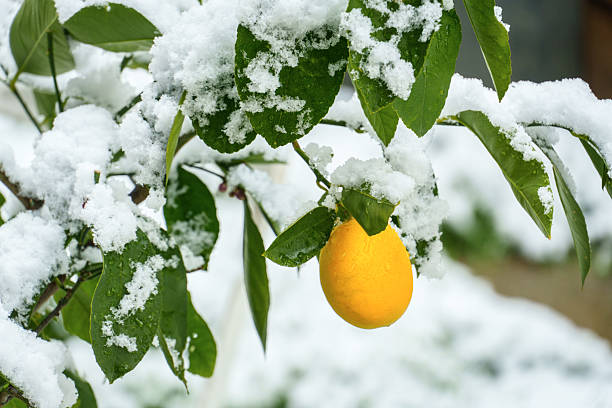istock Lemon hanging on snow-covered branch in winter 2254365189