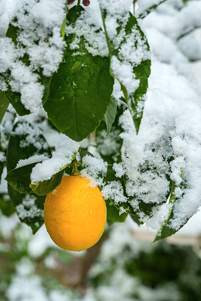 istock Lemon tree with ripe fruit covered in snow 2254365197