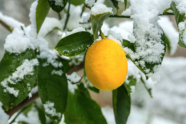 istock Lemon fruit hanging on a snow covered tree branch 2254365211