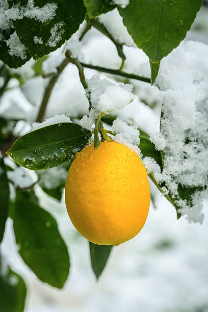 istock Lemon hanging on tree branch covered in snow 2254365215
