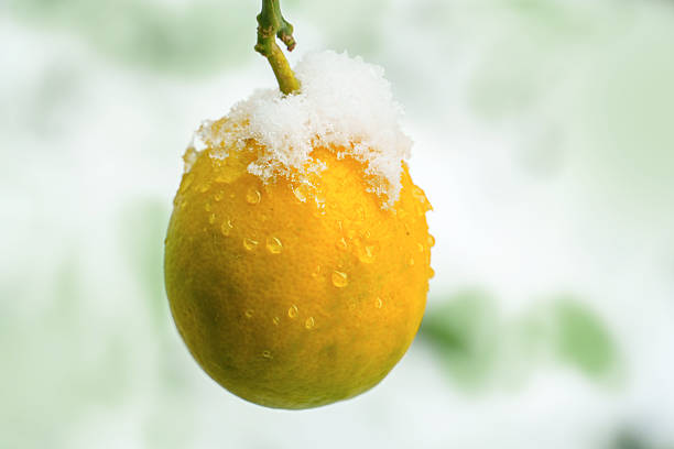 Lemon fruit on a branch covered with snow and water drops during winter season