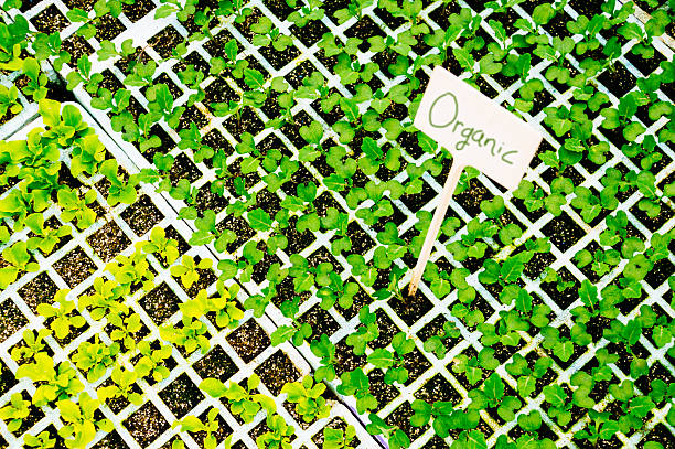 Young organic plants cultivated in a greenhouse nursery, symbolizing eco-friendly practices and responsible plant production.