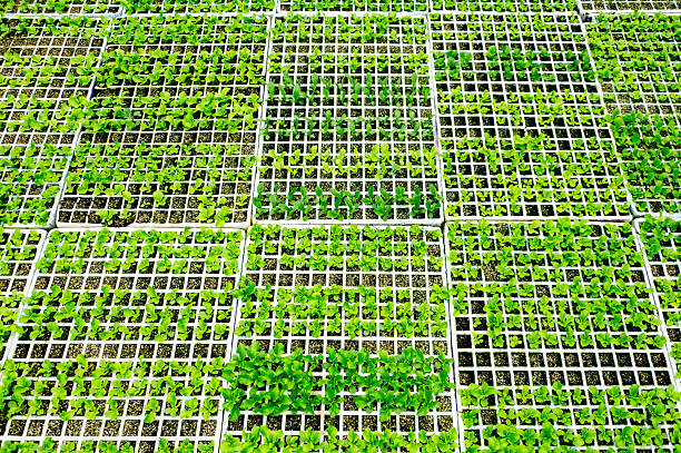 Wide view of a plant nursery with multiple seed trays, showing organized cultivation and modern greenhouse farming.