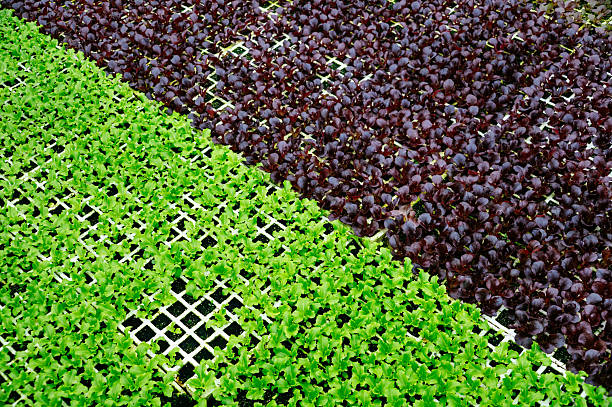 Close-up view of green and red lettuce seedlings growing in nursery trays, illustrating crop diversity and early growth in controlled environment farming.