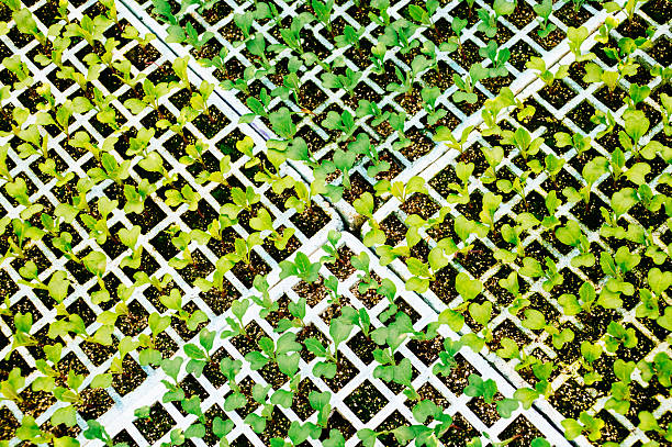 Young seedlings arranged in a precise tray layout, highlighting precision agriculture and controlled growing systems.