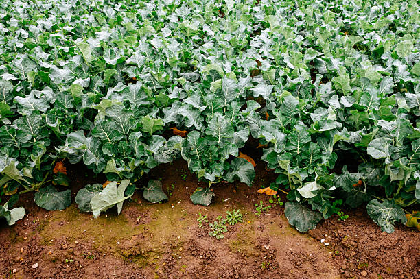 Broccoli in the field close-up, spring