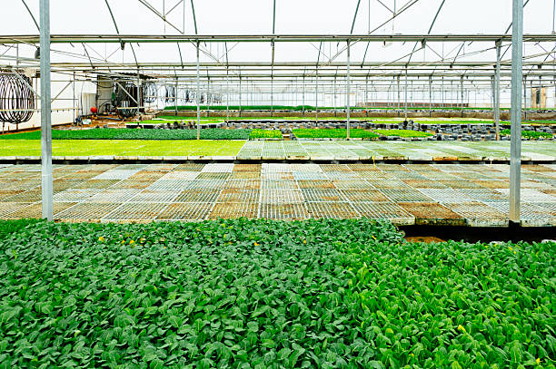 Symmetrical perspective of a greenhouse growing area with rows of young plants, highlighting controlled environment agriculture and efficiency.