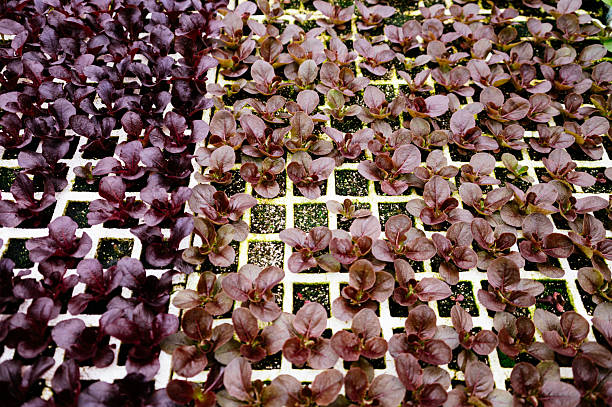 Red leaf lettuce seedlings growing in nursery trays, highlighting plant diversity and modern greenhouse cultivation.