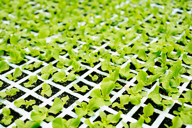 Close-up view of lettuce seedlings growing through a grid tray system, illustrating early plant growth and controlled greenhouse cultivation.
