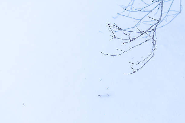 Lilac branch against snow in winter