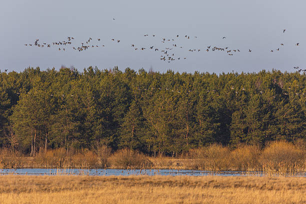istock Migratory birds flying over wetland forest in Poland. 2254368955